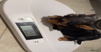 Yorkshire Terrier dogs Last little Yorkshire terrier boy  - Advert 6