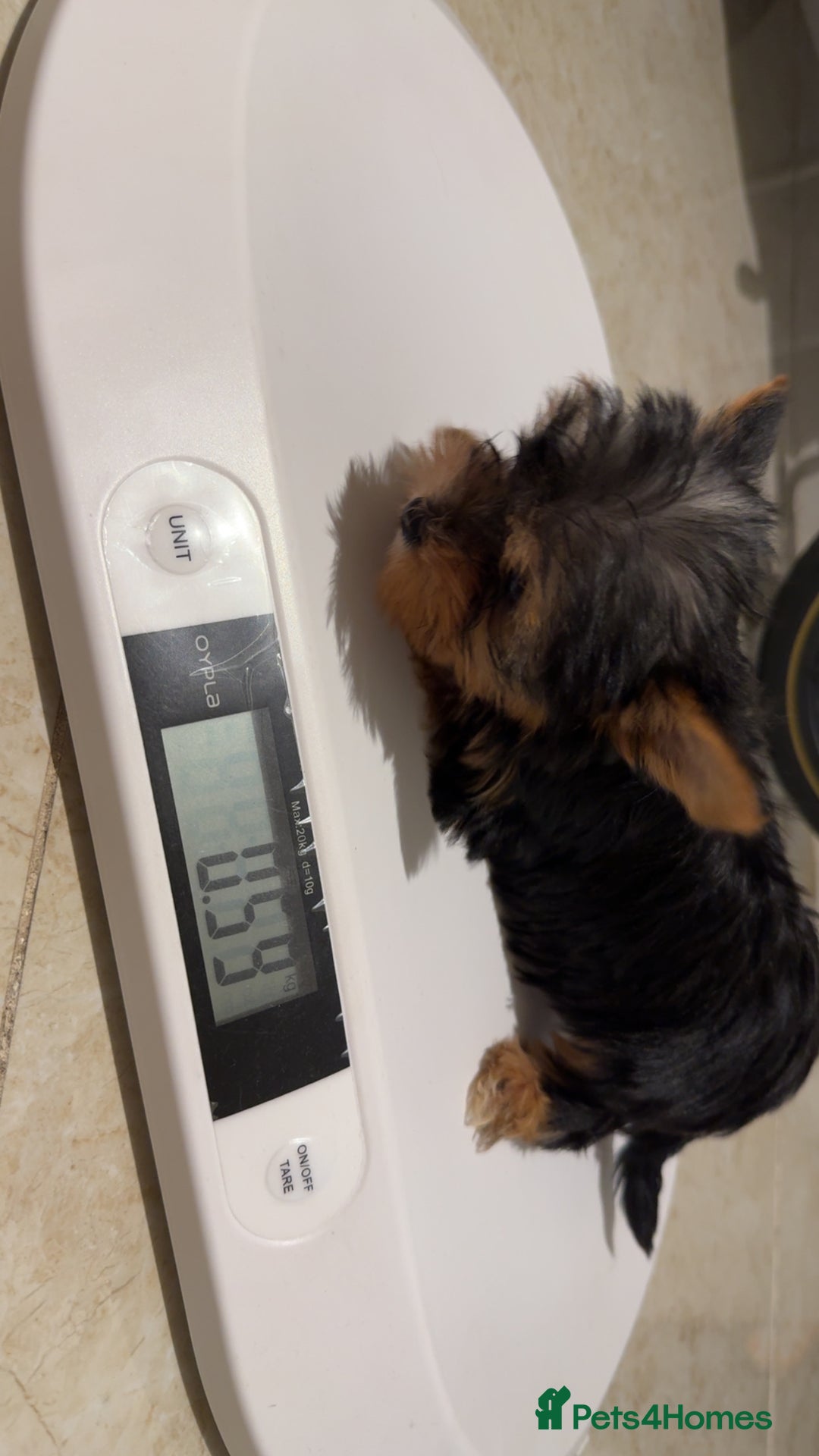 Yorkshire Terrier dogs for sale: *Reduced* teeny tiny little Yorkshire terrier boy  - Advert 4