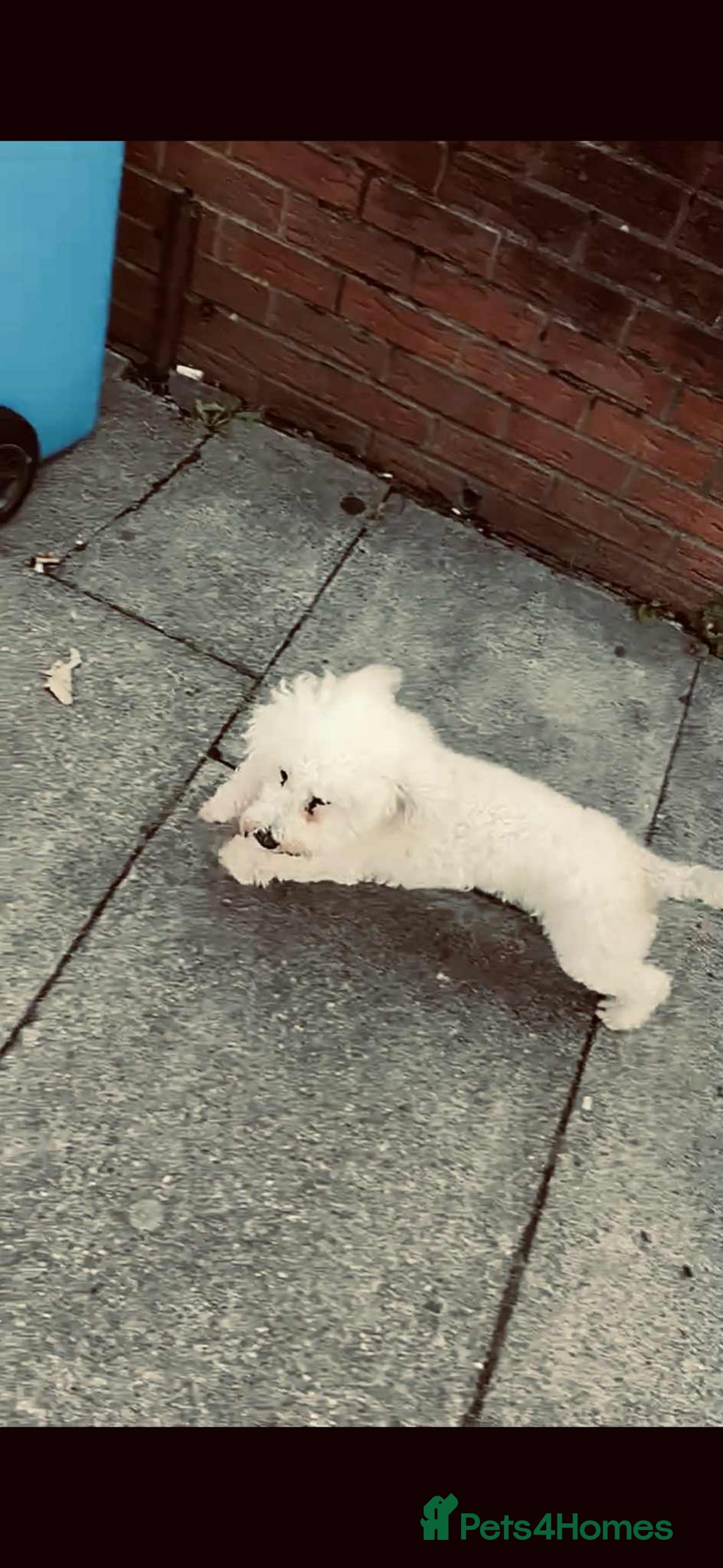 Toy Poodle dogs for sale: TOY POODLE APRICOT FEMALE - Image 2