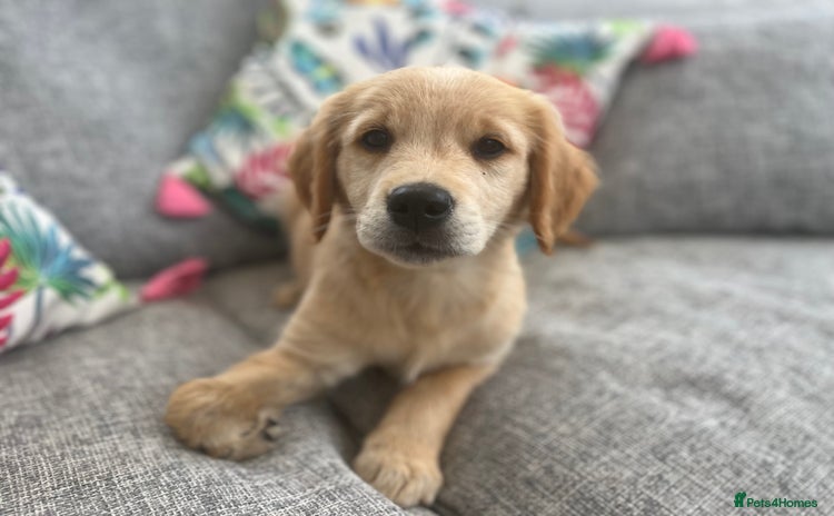 Golden Retriever dogs - Advert 13