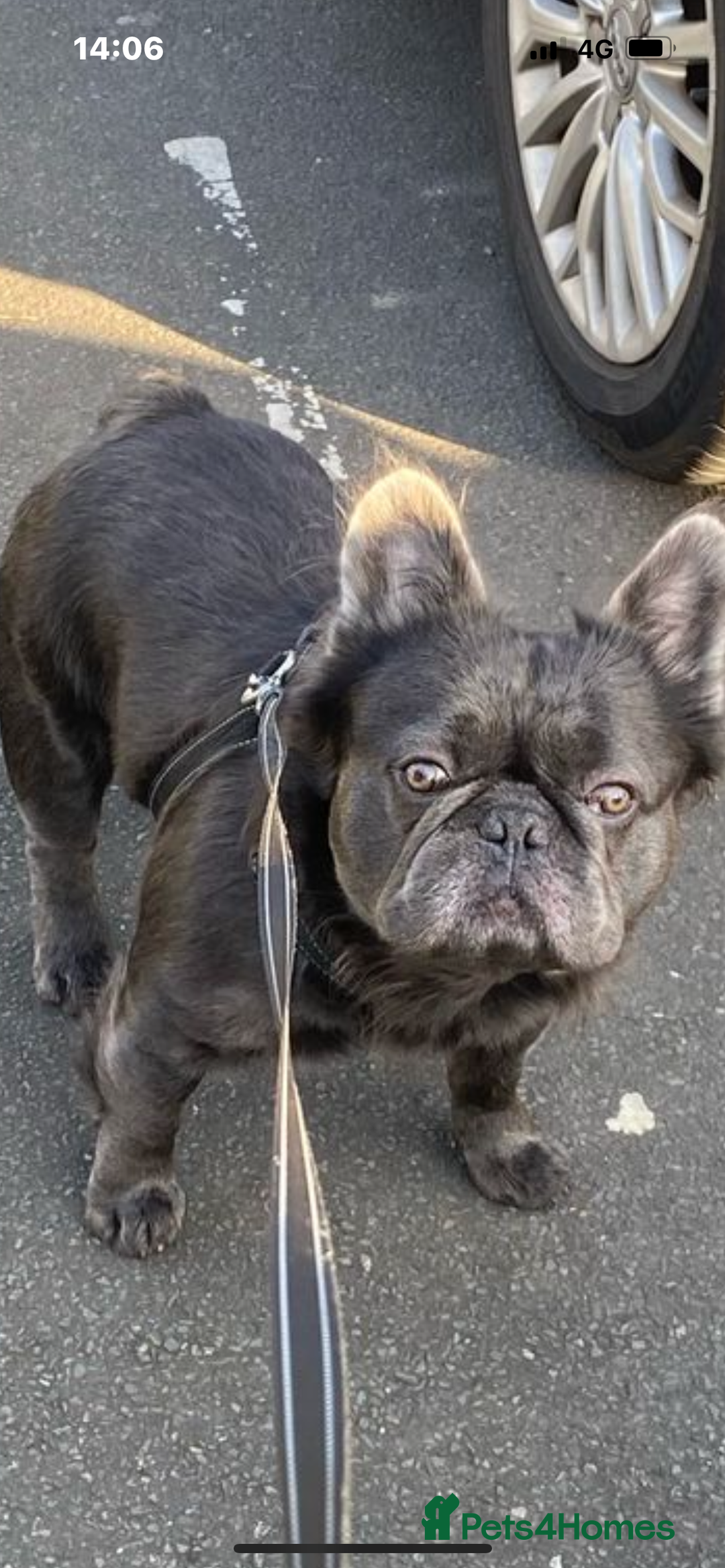 French Bulldog dogs for sale: 2 chunky well breed French bull dog pups  - Image 7