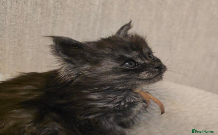 Maine Coon cats - Advert 4