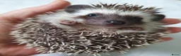 Pygmy Hedgehog rodents for sale: Full pedigree African pygmy hedgehog babies  - Advert 12
