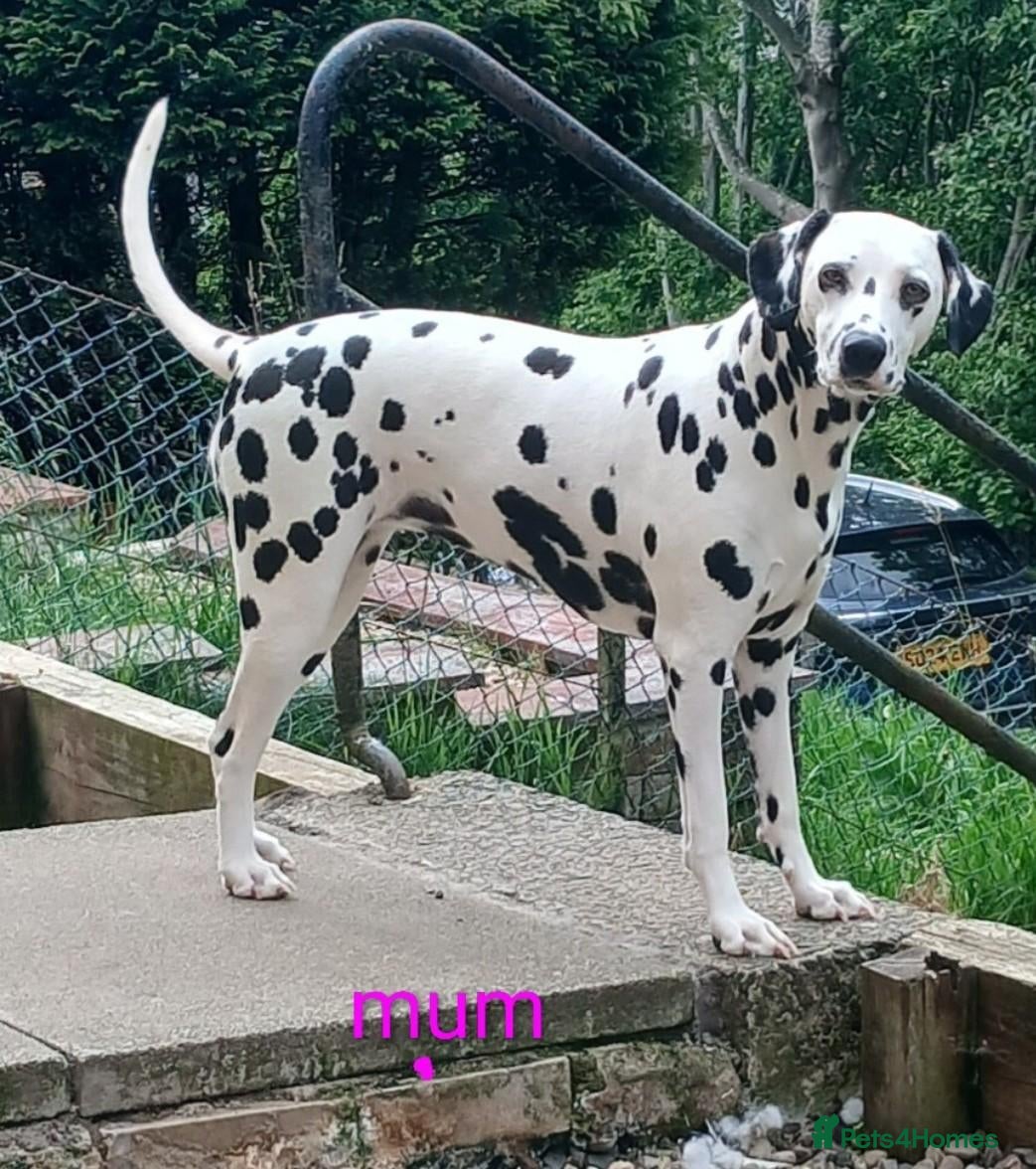 Dalmatian dogs 10 + dalmatian puppies, due beginning of october,  - Advert 2