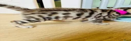 Bengal cats for sale: Stunning Bengal Kittens  - Advert 12