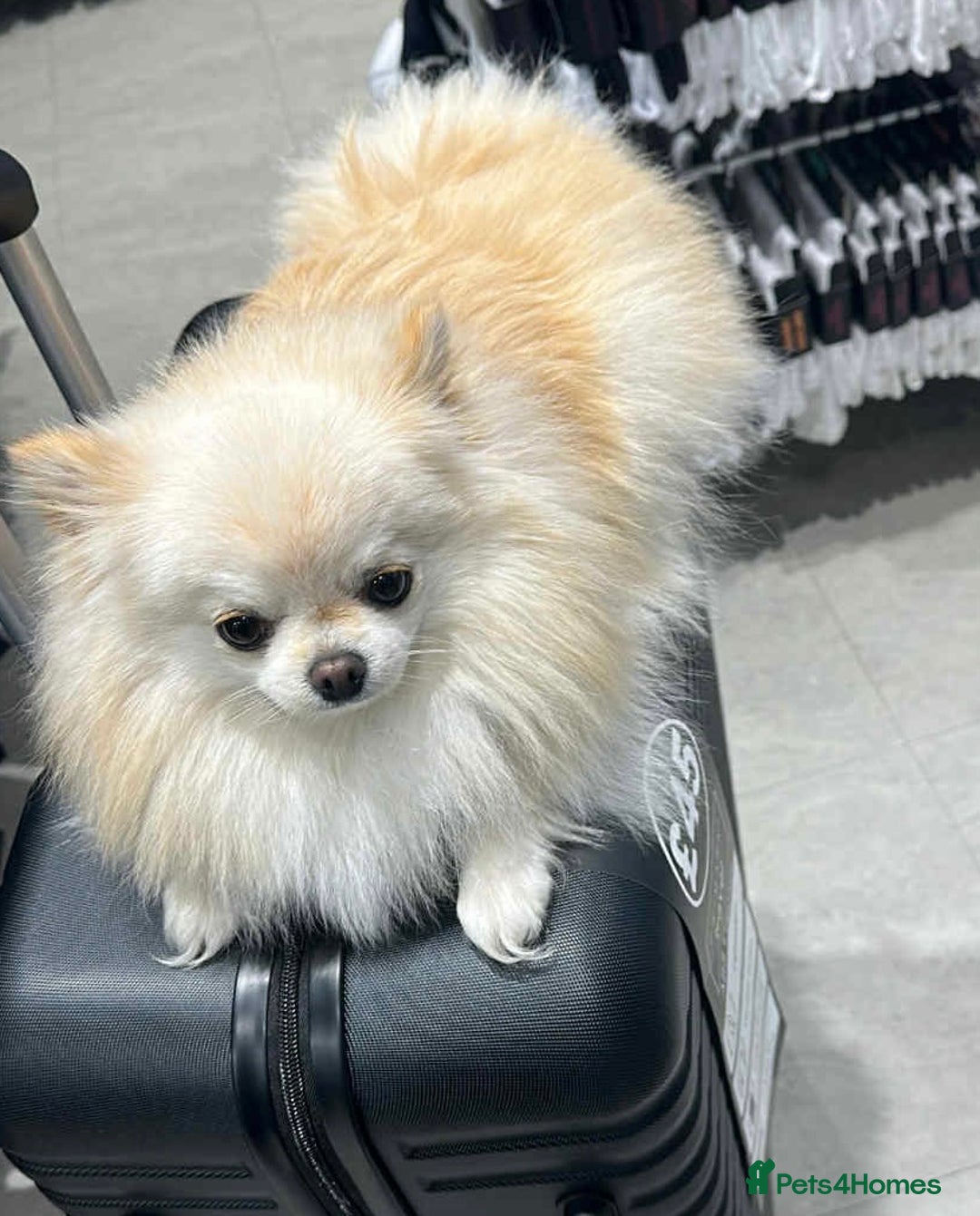 Pomeranian dogs for sale:  Pomeranian puppies  - Advert 16