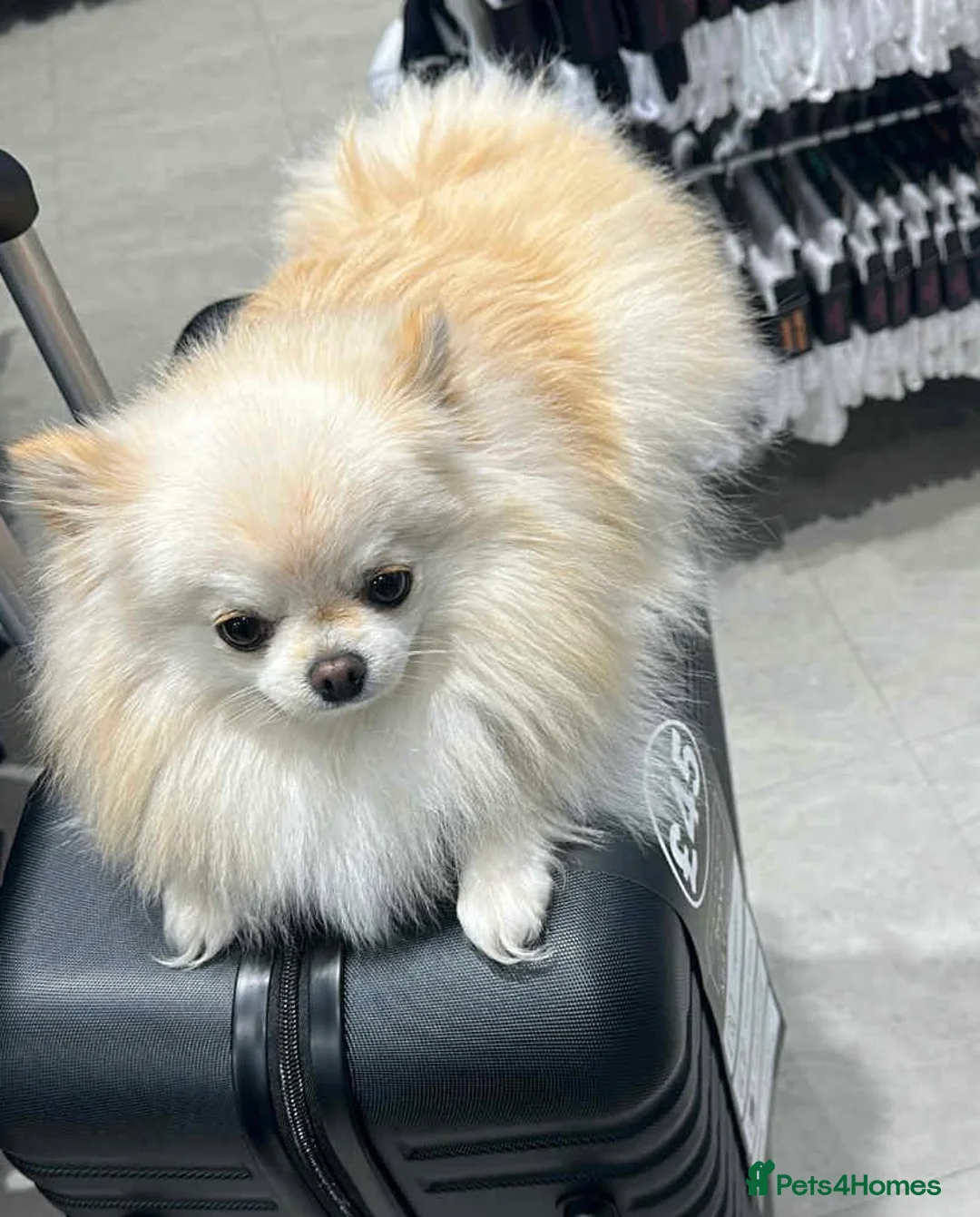 Pomeranian dogs for sale:  Pomeranian puppies  - Advert 16