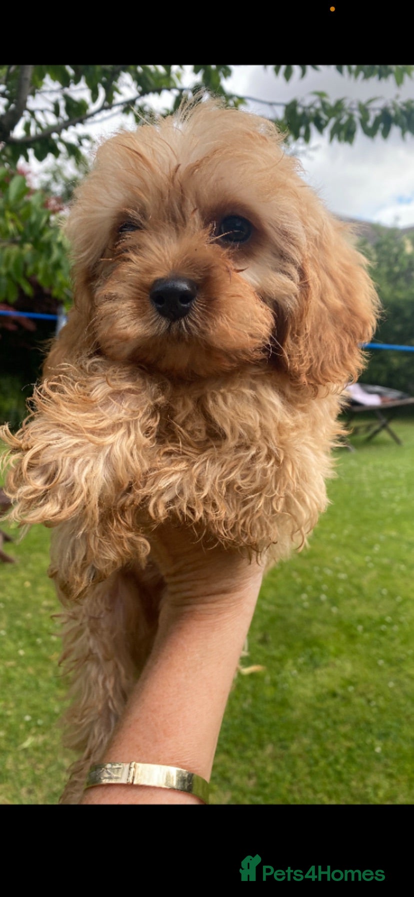 Cavapoo dogs F1 Cavapoo Puppys.Ready now. - Advert 13