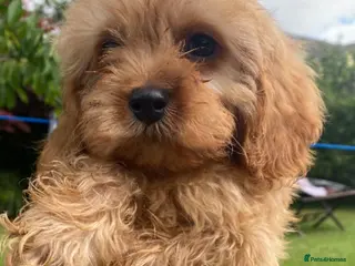 Cavapoo dogs F1 Cavapoo Puppys.Ready now. - Advert 13