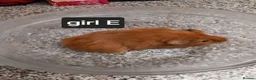 Guinea Pig rodents for sale: Baby guineapigs ready now  - Advert 5
