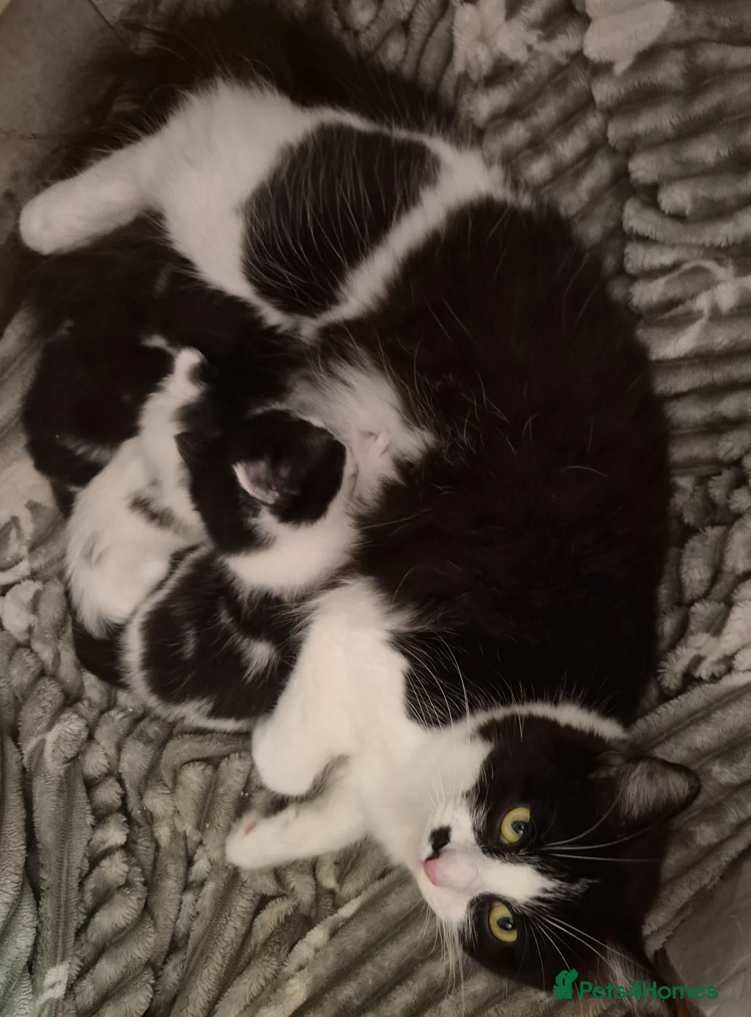 Mixed Breed cats for sale: 3 beautiful kittens - Advert 10