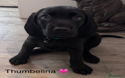 Mixed Breed dogs for sale: Cane corso x cocker spaniel puppies - Image 3