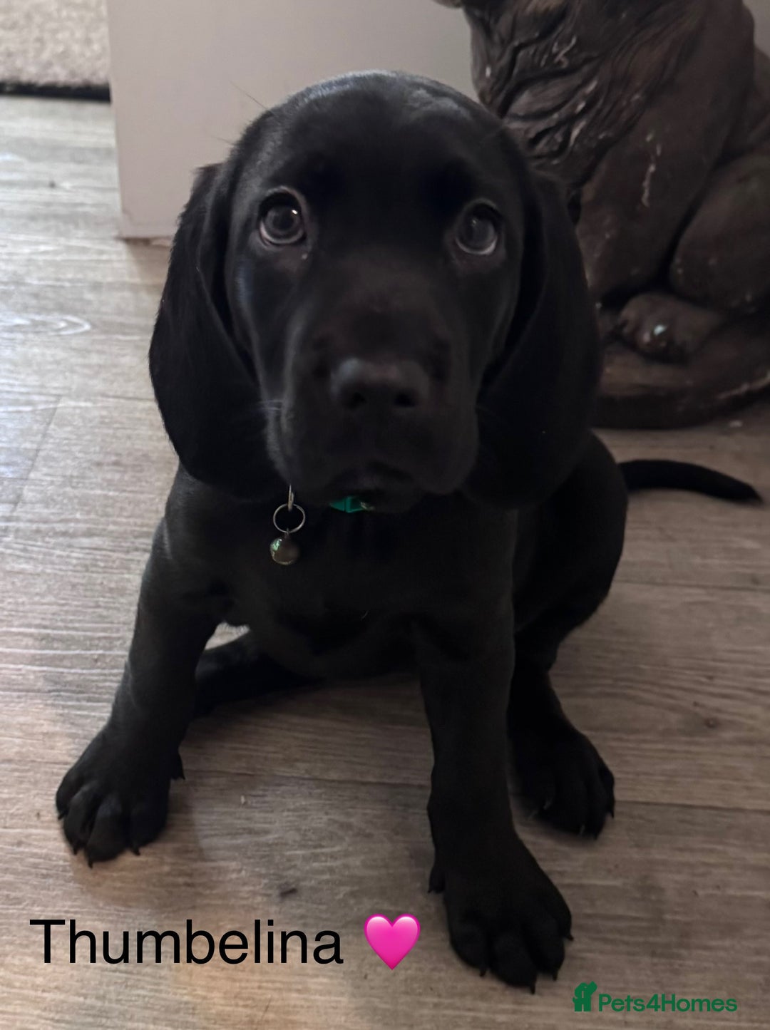 Mixed Breed dogs for sale: Cane corso x cocker spaniel puppies - Image 3