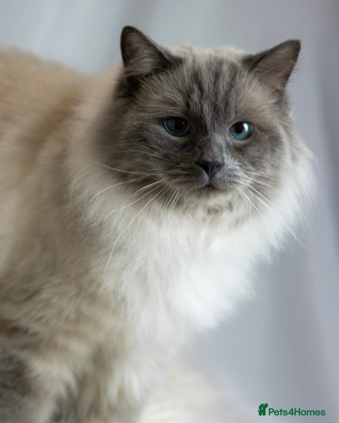 Ragdoll cats for sale: Cuddly tame purebred ragdoll kittens - Advert 4