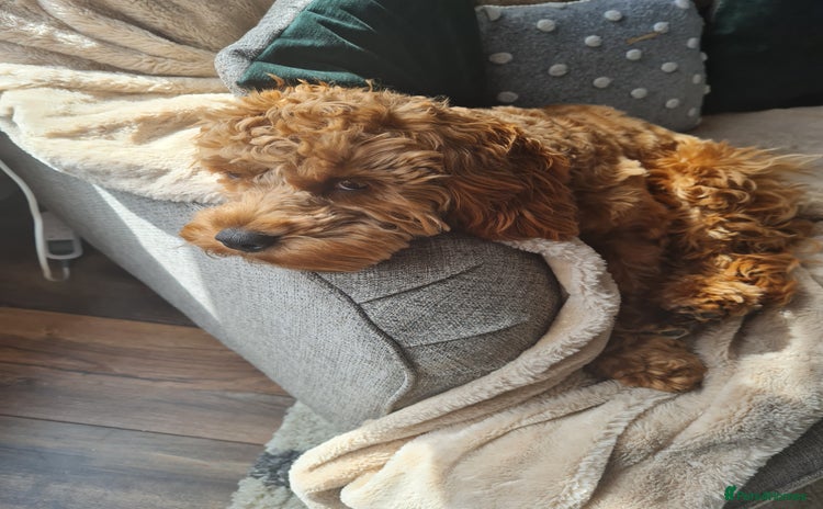 Cavapoo dogs - Advert 1