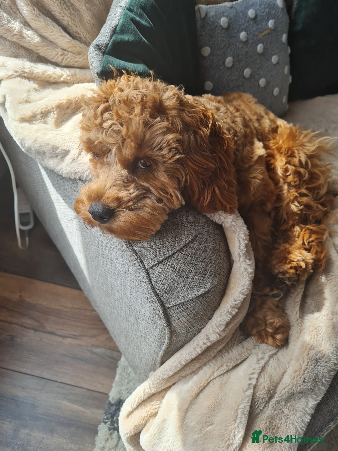 Cavapoo dogs for sale: Beautiful cavapoo boy almost 1 year old. - Image 1
