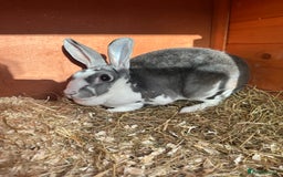 Mini Lion Lop rabbits for sale: Female Mini Rex with hutch and run  - Image 1