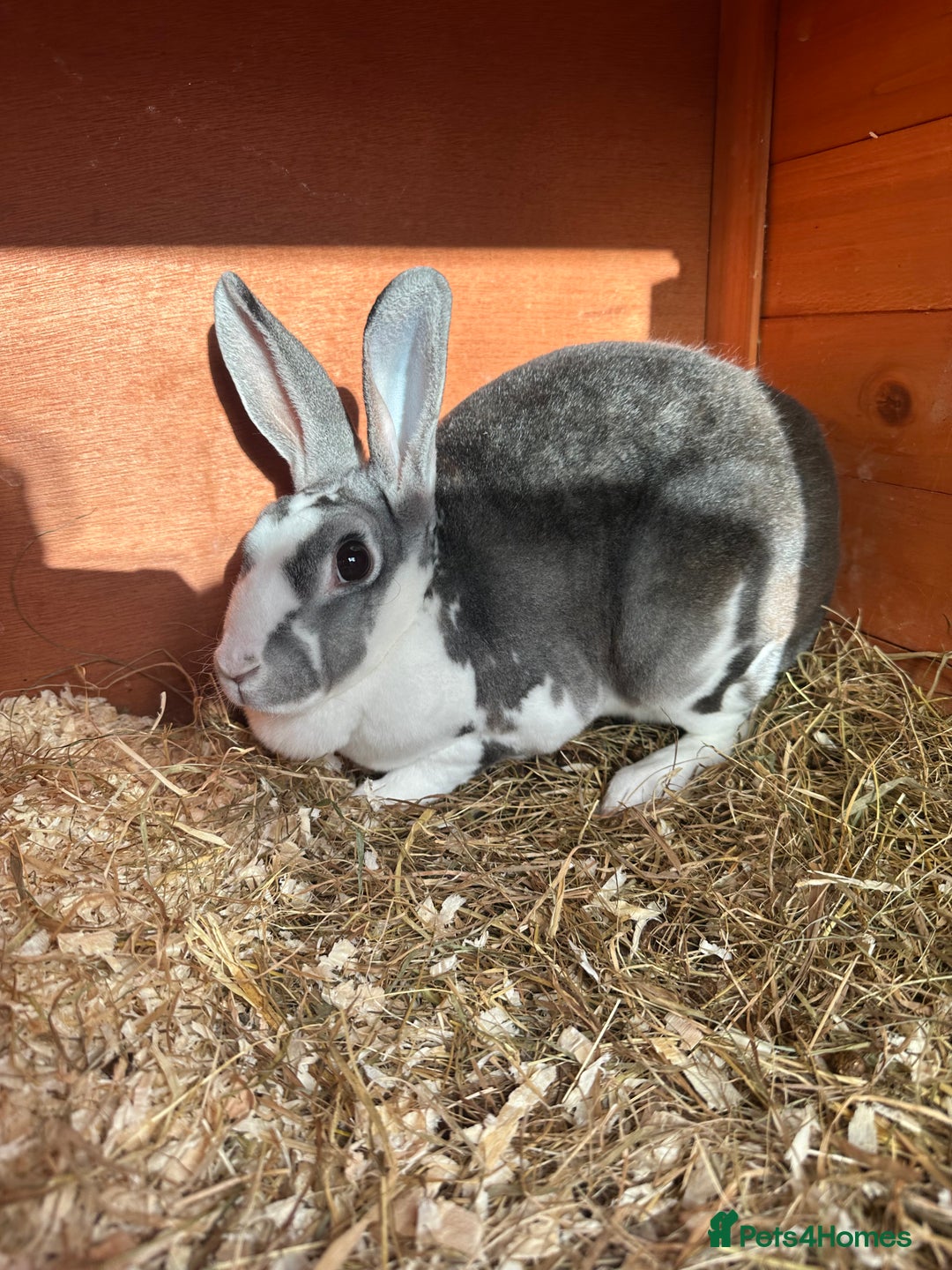 Mini Lion Lop rabbits for sale: Female Mini Rex with hutch and run  - Image 1