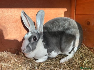 Mini Lion Lop rabbits - Advert 12