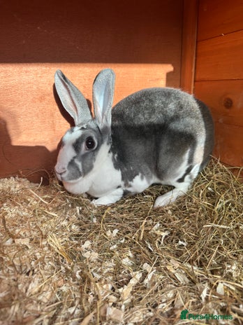Mini Lion Lop rabbits - Advert 2