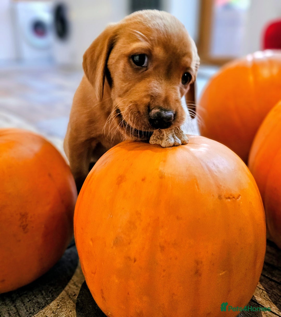 Labrador Retriever dogs for sale: Red Fox Labrador . Ready to Leave 😘 - Image 21