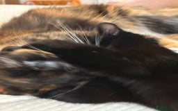 Domestic Shorthair cats for sale: Bonded sisters, please adopt together!  - Image 3