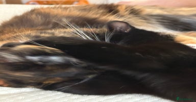 Domestic Shorthair cats - Advert 7