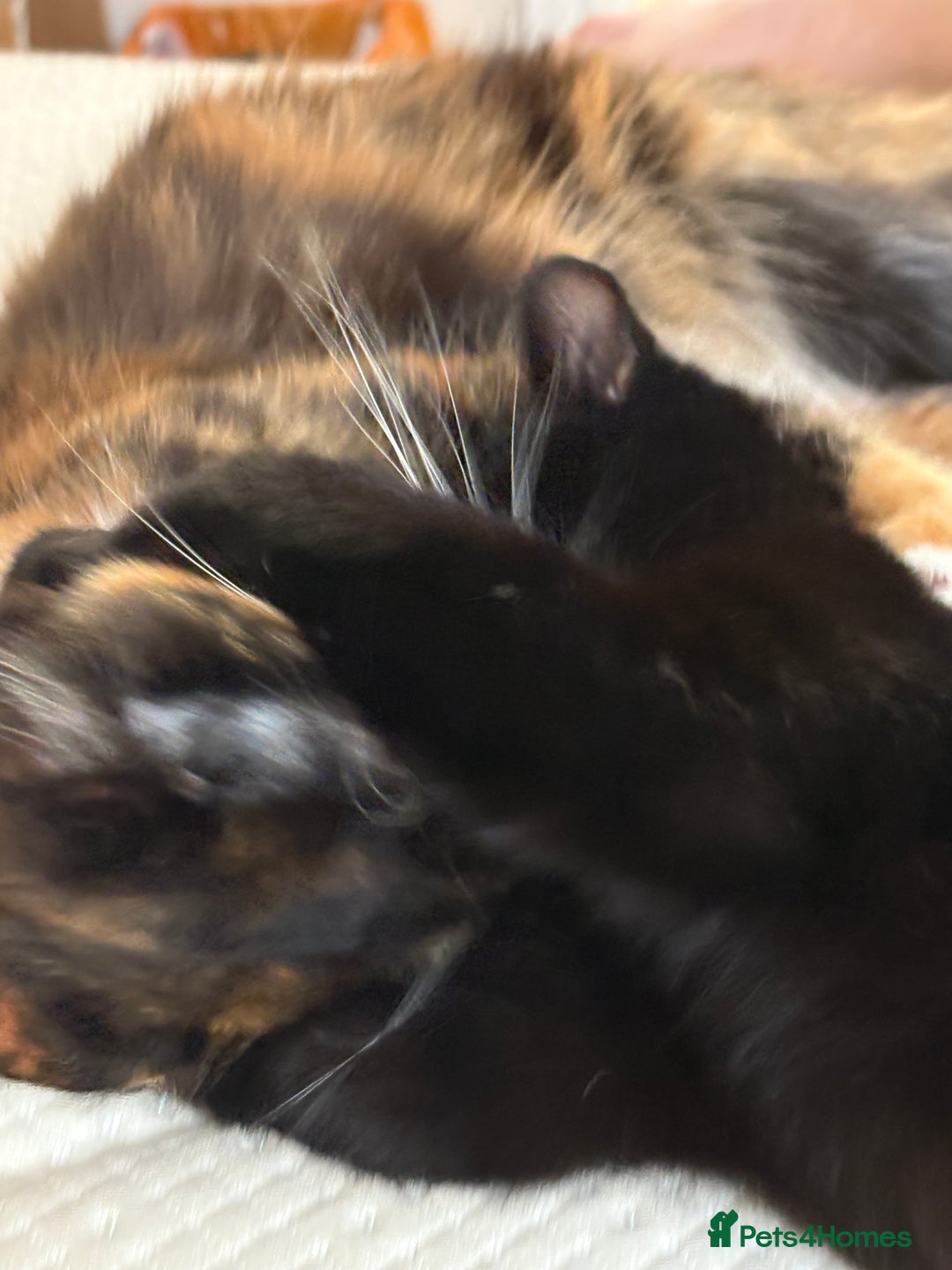 Domestic Shorthair cats for sale: Bonded sisters, please adopt together!  - Image 3