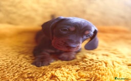 Dachshund dogs for sale: dachshund puppies  - Image 20