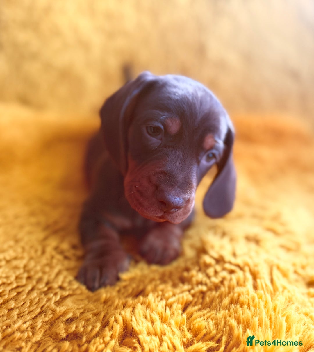Dachshund dogs for sale: dachshund puppies  - Image 20