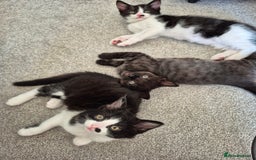 Mixed Breed cats for sale: Kittens for sale, 8 weeks old. - Image 3