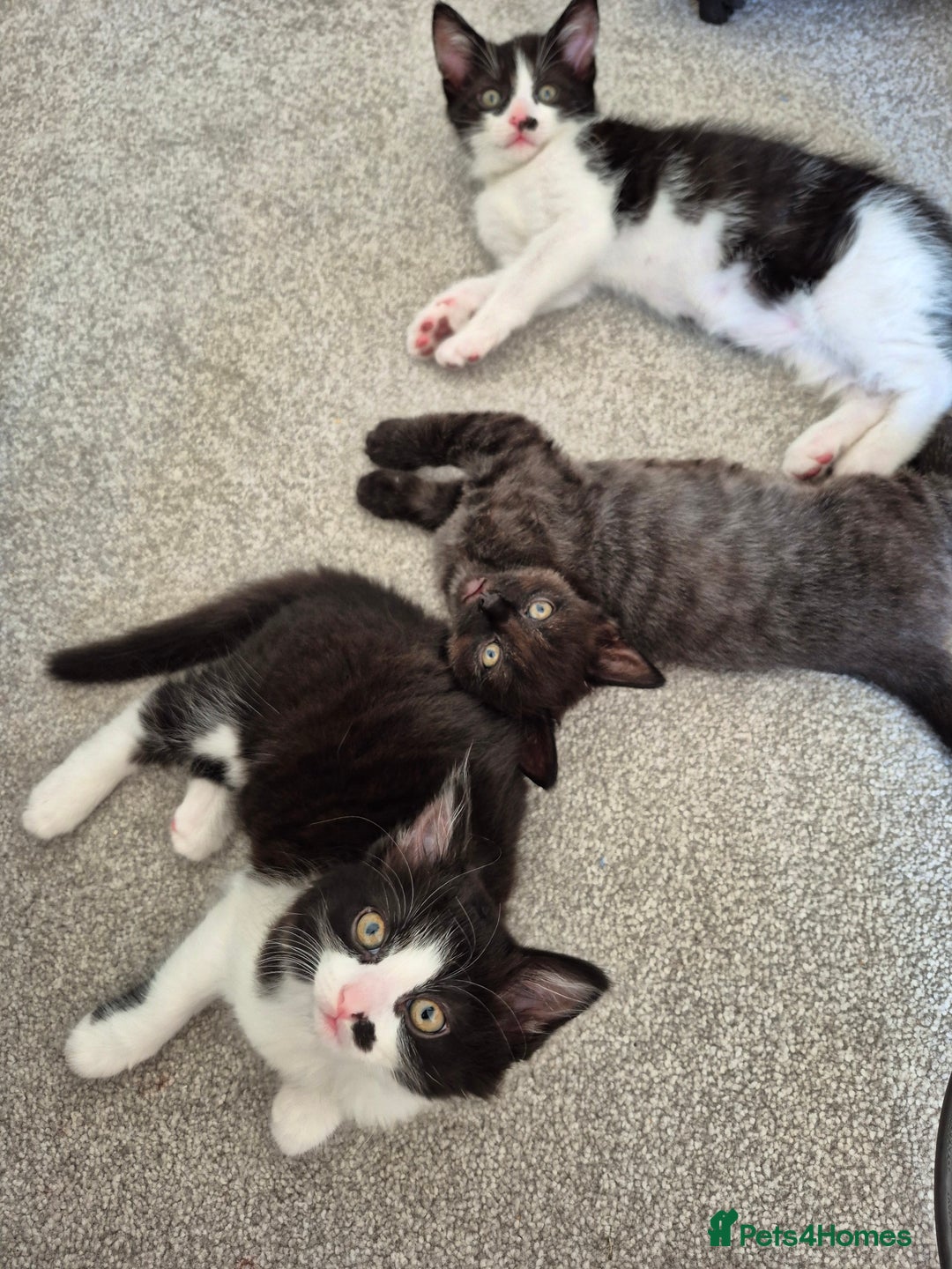 Mixed Breed cats for sale: Kittens for sale, 8 weeks old. - Image 3