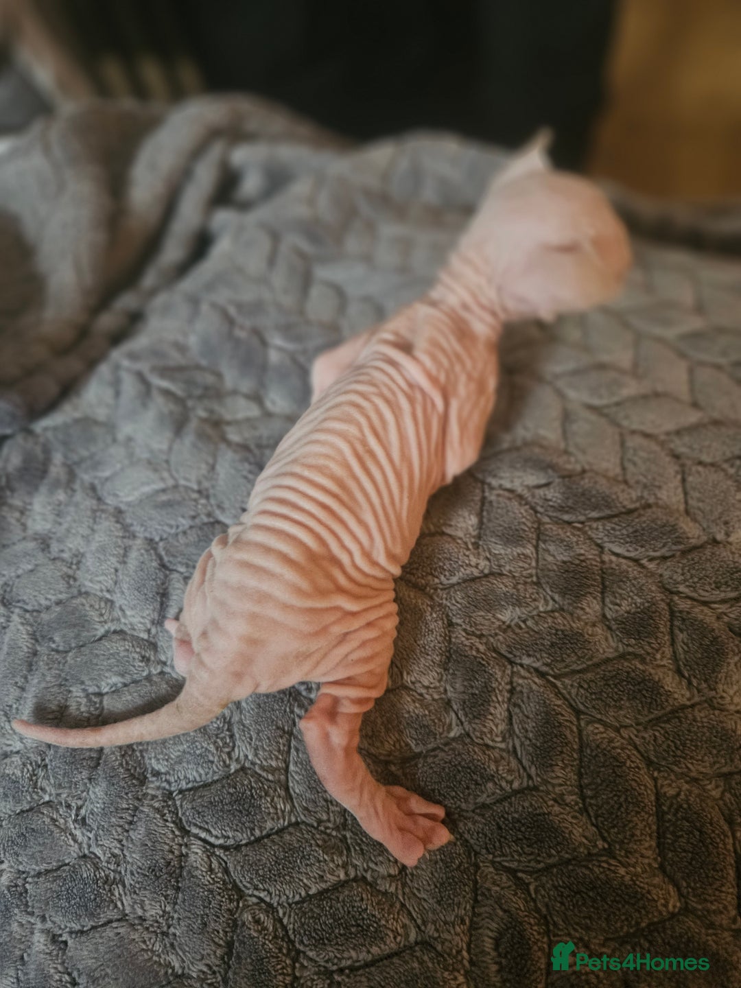 Sphynx cats for sale: Sphynx naked and coated  - Image 8