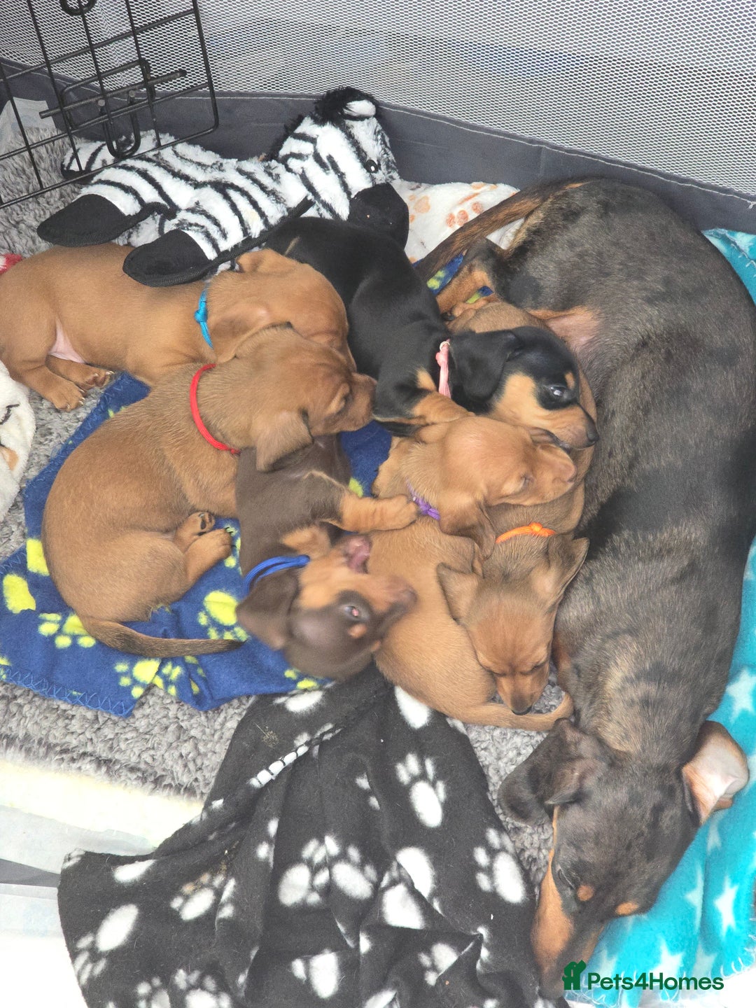 Miniature Dachshund dogs for sale: mini dachshund puppies - Image 9