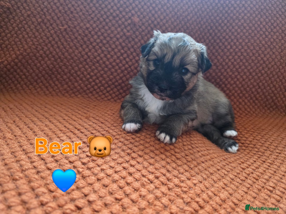 Pomsky dogs for sale: Pomsky F3b for sale - Image 1