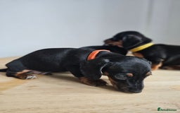 Miniature Dachshund dogs for sale: PRA CLEAR GORGEOUS MIN DACHSHUNDS  - Image 9
