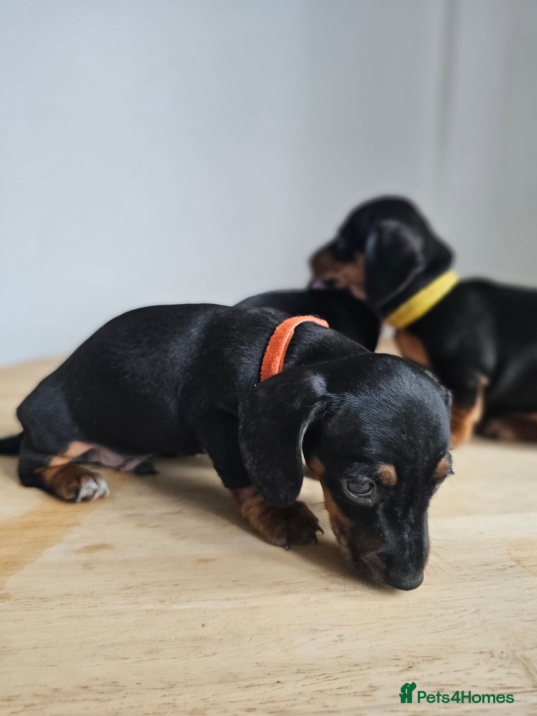 Miniature Dachshund dogs for sale: PRA CLEAR GORGEOUS MIN DACHSHUNDS  - Image 9