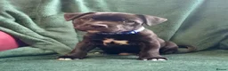 Staffordshire Bull Terrier dogs for sale: Only one stunning Boy available. - Advert 11