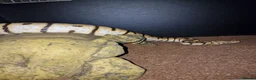 Python Snake reptiles for sale: CB14 bumblebee bloodball hybrid python  in Stourbridge - Advert 5