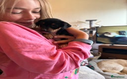 Jack Russell dogs for sale: Gorgeous Jack Russell Puppies - Image 7