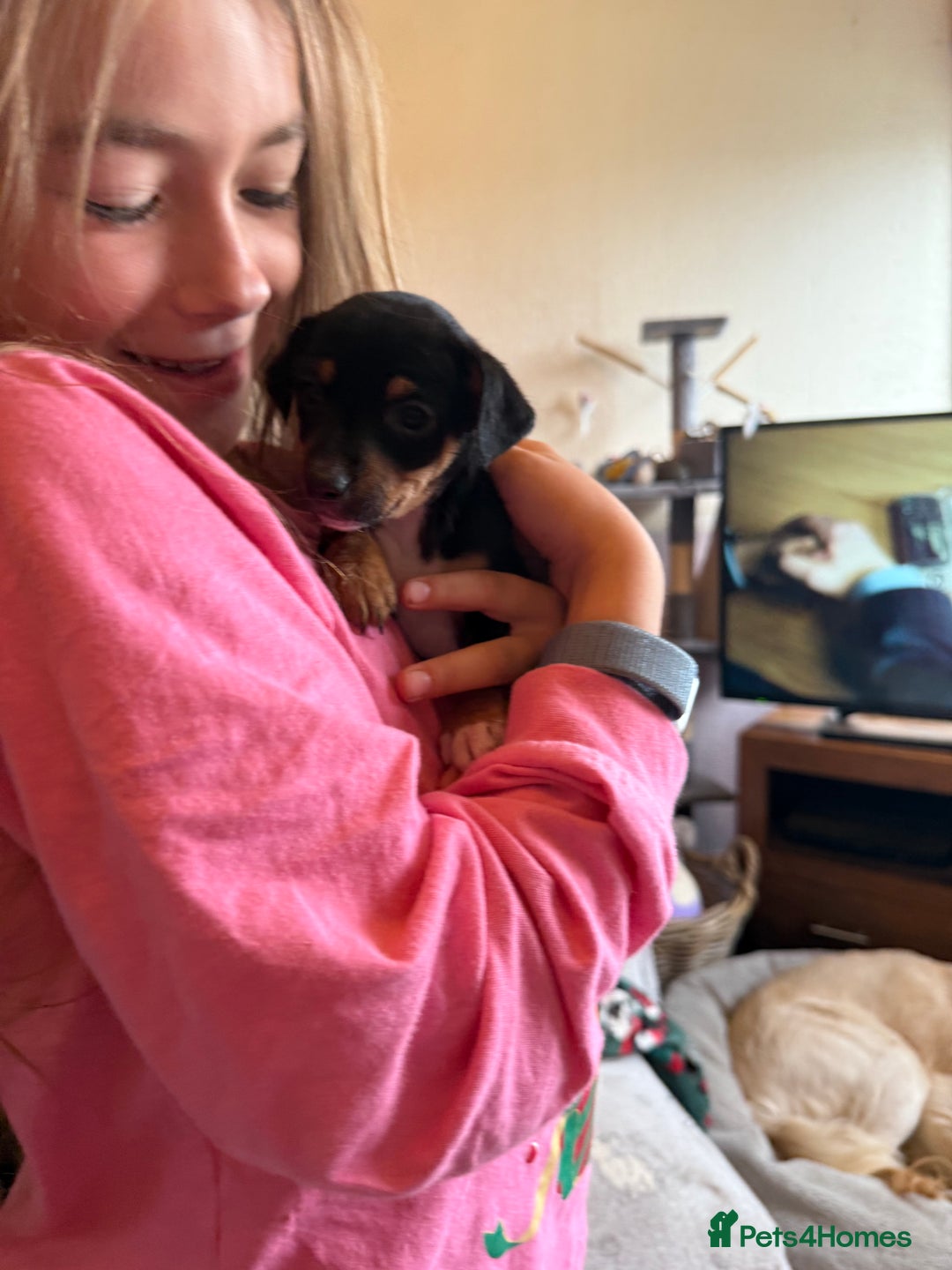 Jack Russell dogs for sale: Gorgeous Jack Russell Puppies - Image 7