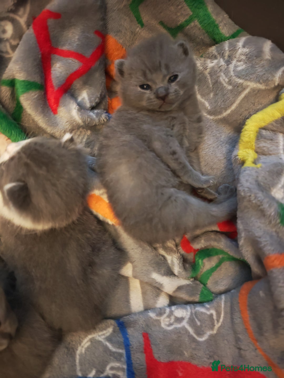 British Shorthair cats for sale: British shorthair 1 male left!!  in Crewe - Image 15