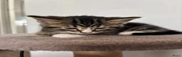 Mixed Breed cats for sale: Three Handsome Tabbies for sale!  in Fareham - Advert 11