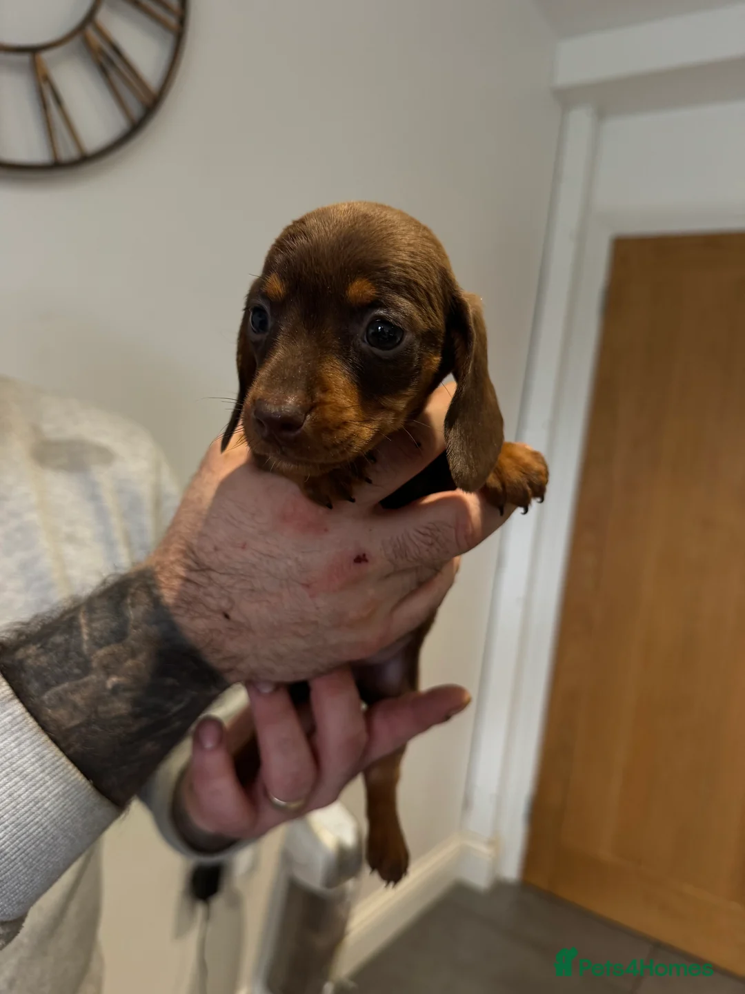 Miniature Dachshund dogs for sale: 4 gorgeous miniature dashaund puppies  - Advert 8