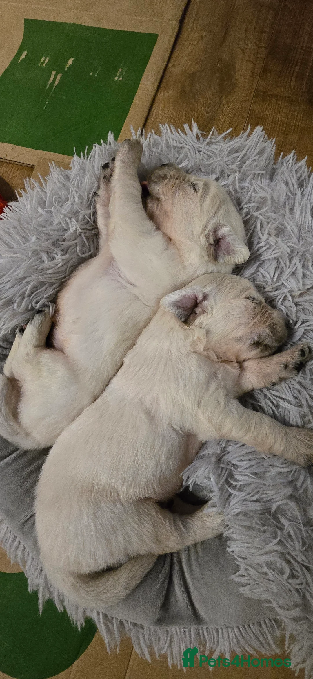 Golden Retriever dogs for sale: Adorable white Golden Retriever - Advert 5