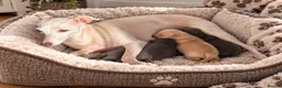 Italian Greyhound dogs for sale: Beautiful Italian greyhound puppies for sale  in Worksop - Advert 1