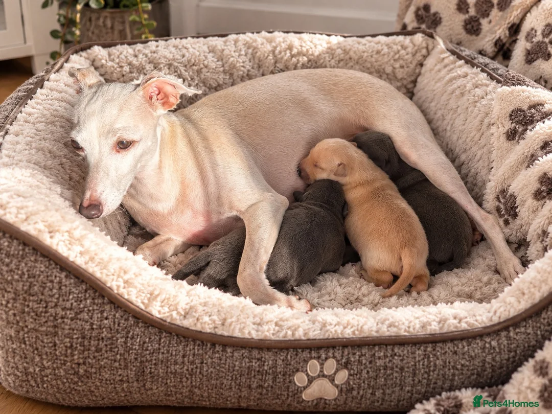 Italian Greyhound dogs for sale: Beautiful Italian greyhound puppies for sale  in Worksop - Advert 1