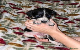 Mixed Breed dogs for sale: Whipper Spaniels ❤️ - Advert 4