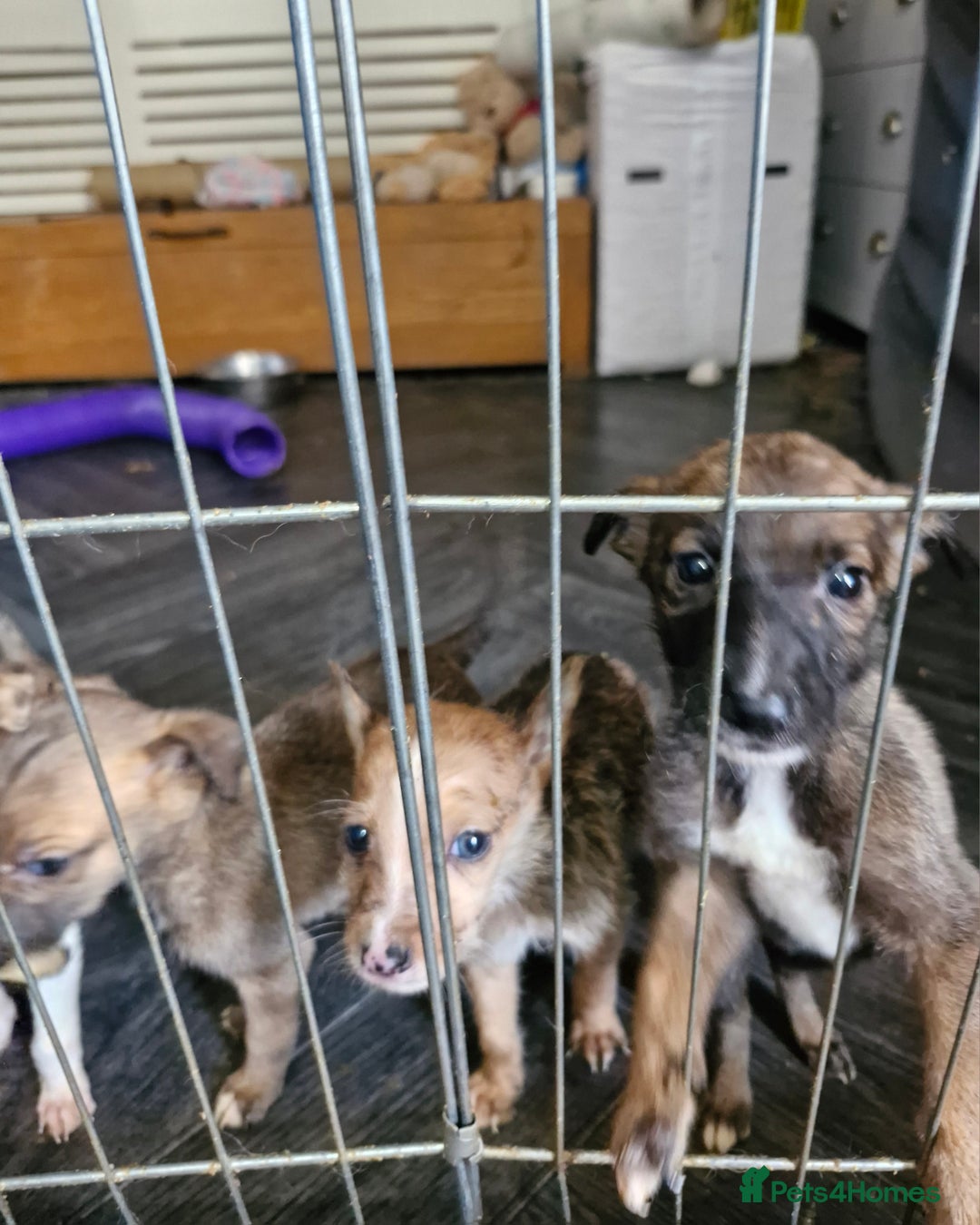 Lurcher dogs for sale: 8 beautiful lurcher puppies  - Image 5
