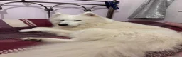 Samoyed dogs for sale: KC 5th gen. stunning Samoyeds in Beverley - Advert 5
